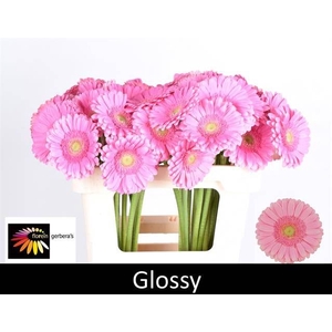 GE GR GLOSSY
