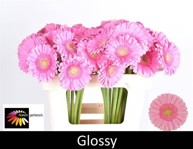 <h4>GE GR GLOSSY</h4>