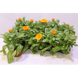 Calendul Officinalis