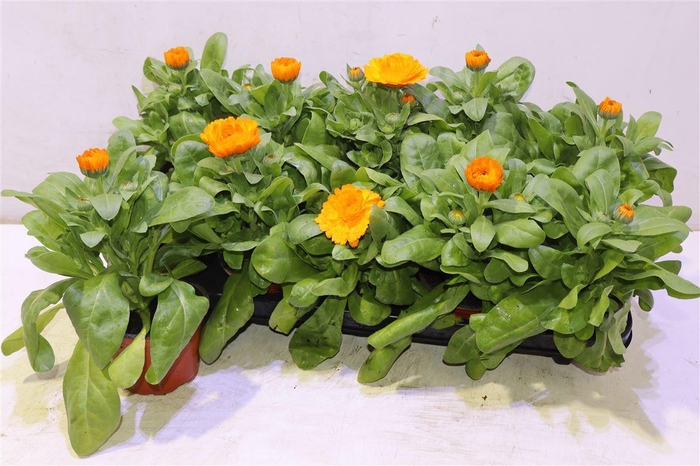 <h4>Calendul Officinalis</h4>