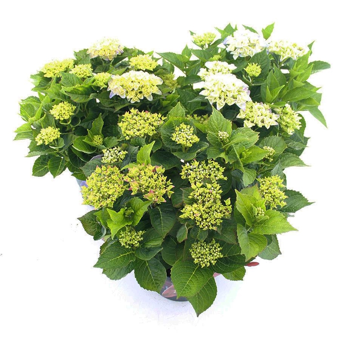 <h4>Hydrangea macr. Music Collection® MIX C5 (23cm.) Kn.</h4>