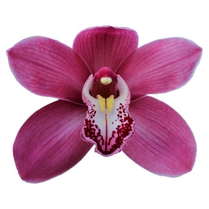 CYMB GR MAY MONIQUE PRINCESS