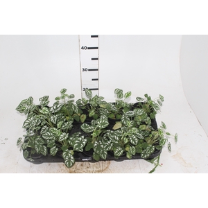 CALADIUM MINI WHITE GREEN P11