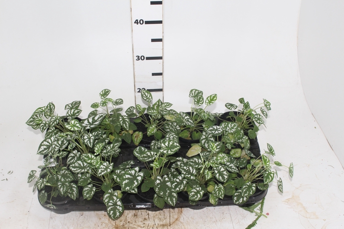 <h4>CALADIUM MINI WHITE GREEN P11</h4>