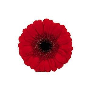 Germini Red Ruby Diamond