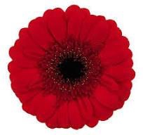 <h4>Germini Red Ruby Diamond</h4>