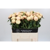 Paeonia Ann Cousins