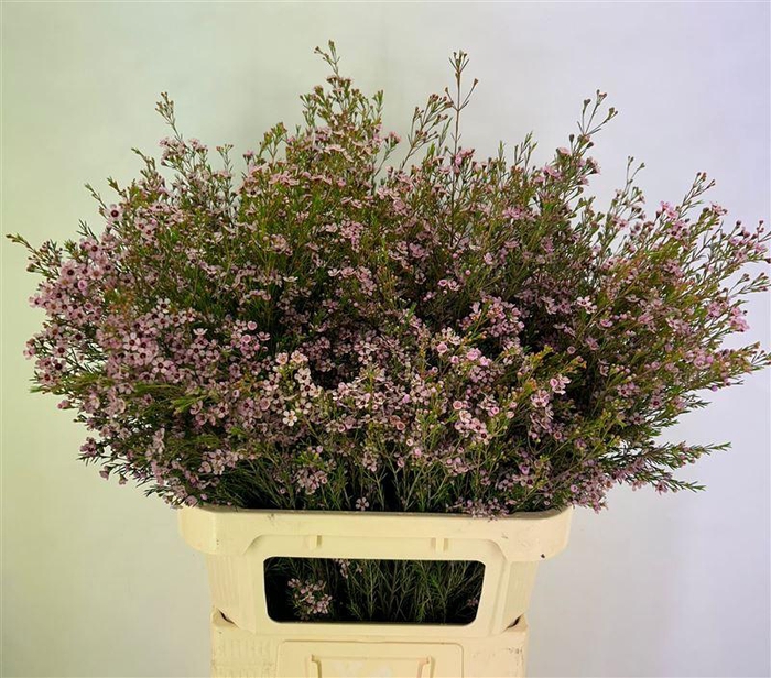 <h4>Chame Un Early Nir</h4>