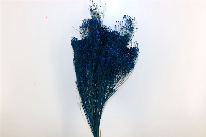 Dried Broom Bloom Blue Bunch Poly