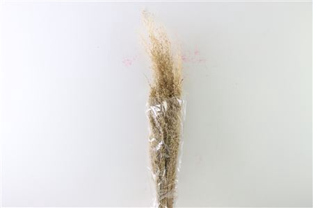 Dried Munni Grass Natural Bunch Slv