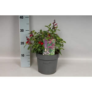 Perkplanten 19 cm  Salvia greggi Cherry Red