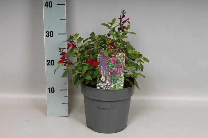 <h4>Perkplanten 19 cm  Salvia greggi Cherry Red</h4>