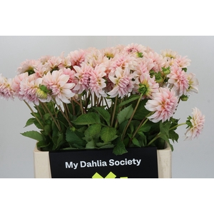 Dahlia Peaches