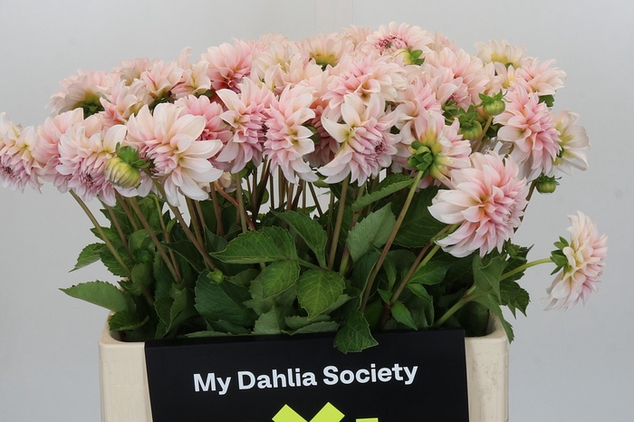 Dahlia Peaches