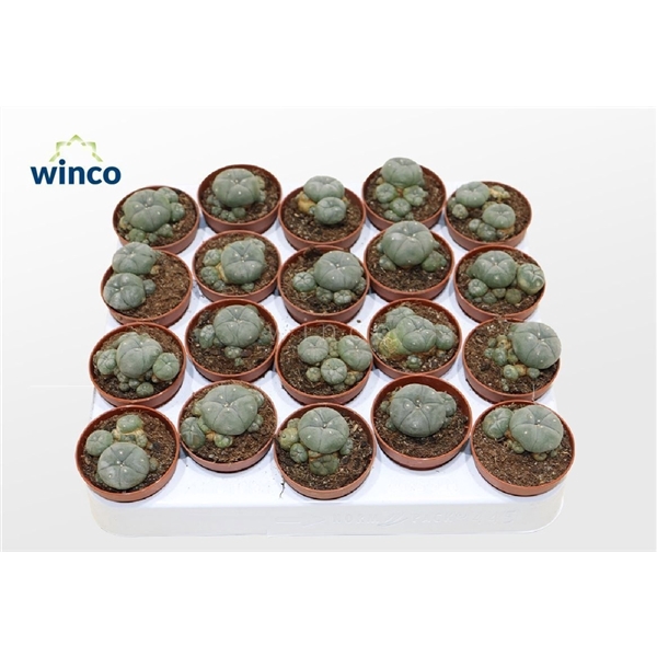 <h4>Lophophora Williamsii (old Plants)</h4>