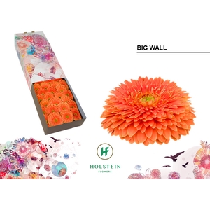 Gerbera Pomponi Big Wall Doos