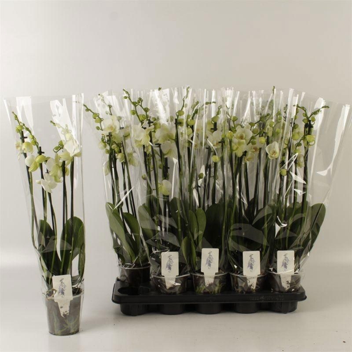 <h4>PHAL OV WIT</h4>