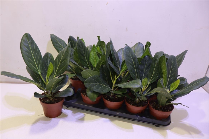 <h4>Ficus Beng Audrey</h4>