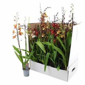 ORCHIDEEEN GEM