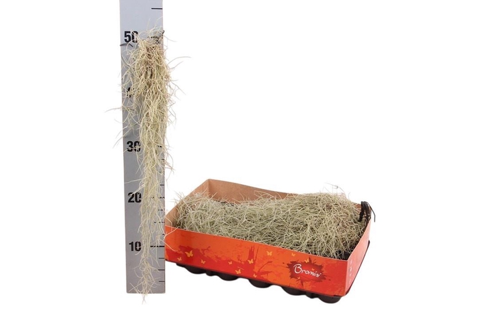 <h4>TILL USNEOIDES</h4>