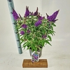 Buddleja Butterfly Candy Little Pur