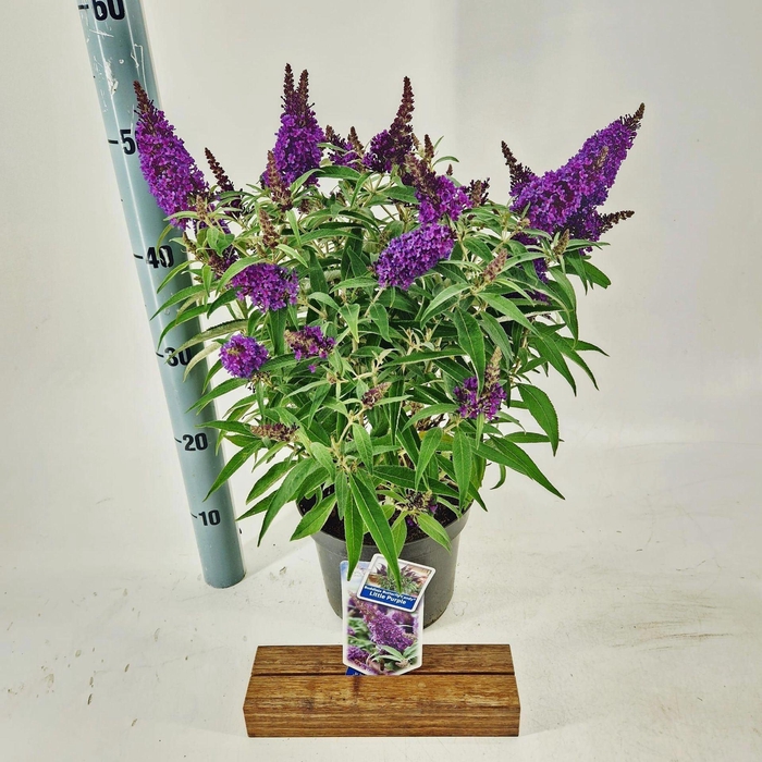 Buddleja Butterfly Candy Little Pur