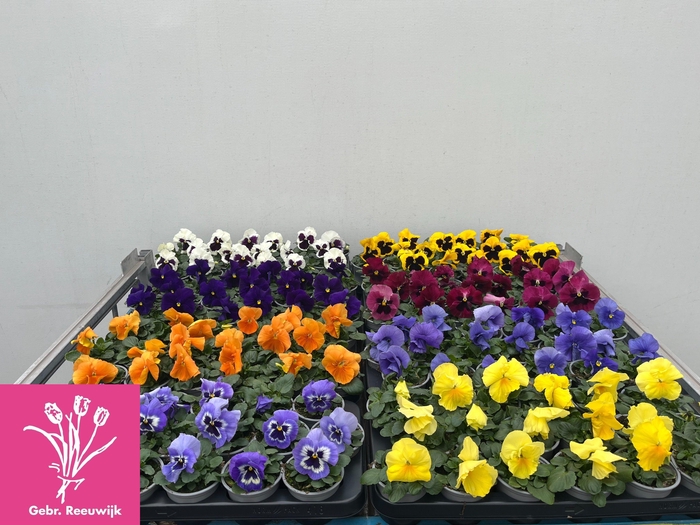 <h4>VIO F1 HYBR MIXK</h4>