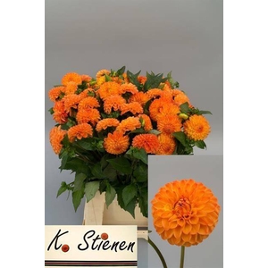 DAHL SOUVENIR D