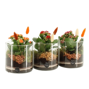 41583: Treasure time arrangement