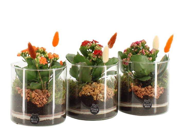 <h4>41583: Treasure time arrangement</h4>