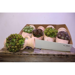 arr8 Semp Gem In Aardewerk Kruik