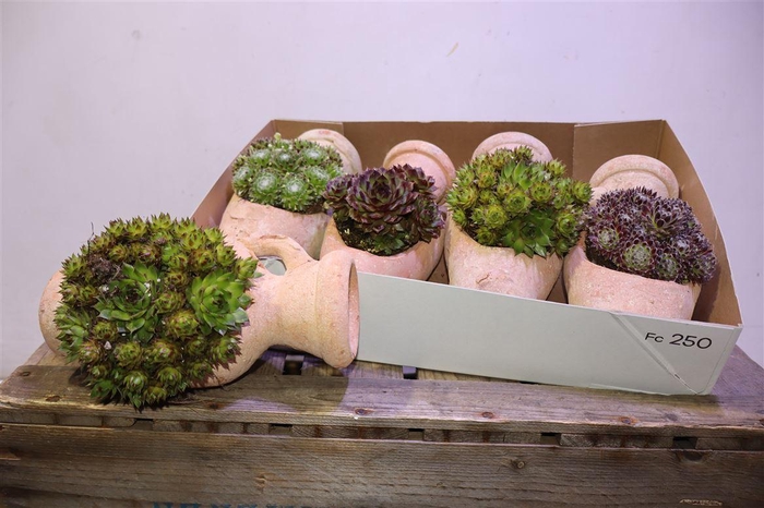 <h4>arr8 Semp Gem In Aardewerk Kruik</h4>