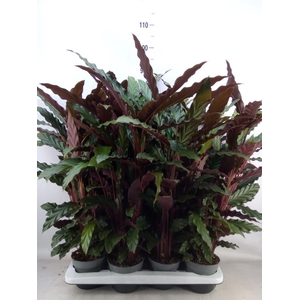 Calathea rufibarba
