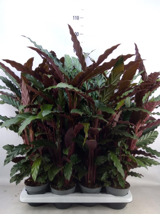<h4>Calathea rufibarba</h4>
