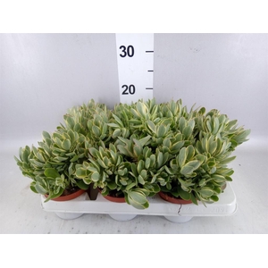 Crassula   ...