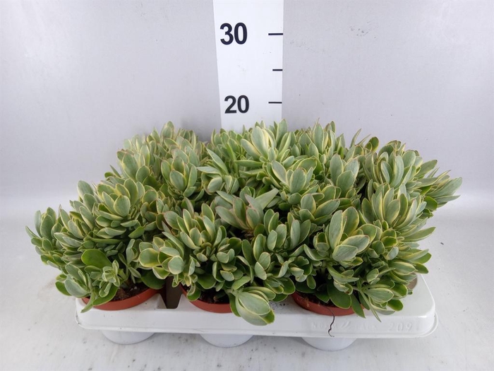 <h4>Crassula ...</h4>