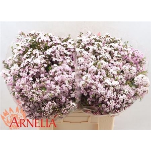 Chame Un Danc Queen 60cm