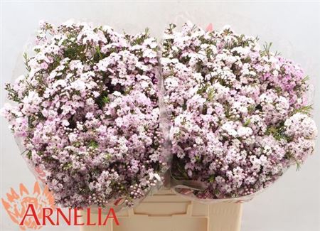 <h4>Chame Un Danc Queen 60cm</h4>