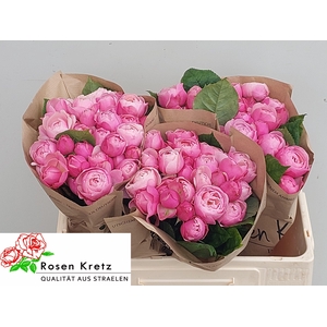 R TR SILVA PINK+