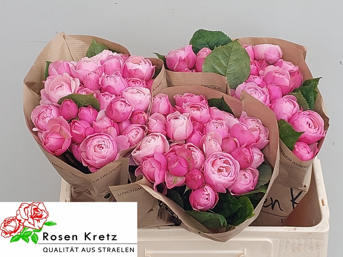 <h4>R TR SILVA PINK+</h4>