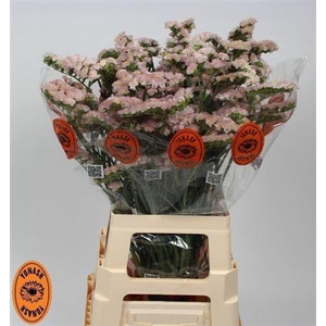 Lim S Apricot Sun Birds