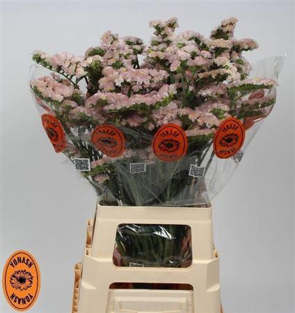 <h4>Lim S Apricot Sun Birds</h4>