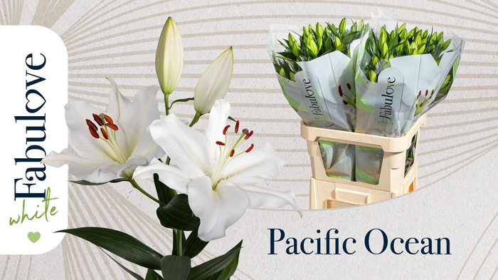 <h4>LI OR PACIFIC OCEAN</h4>