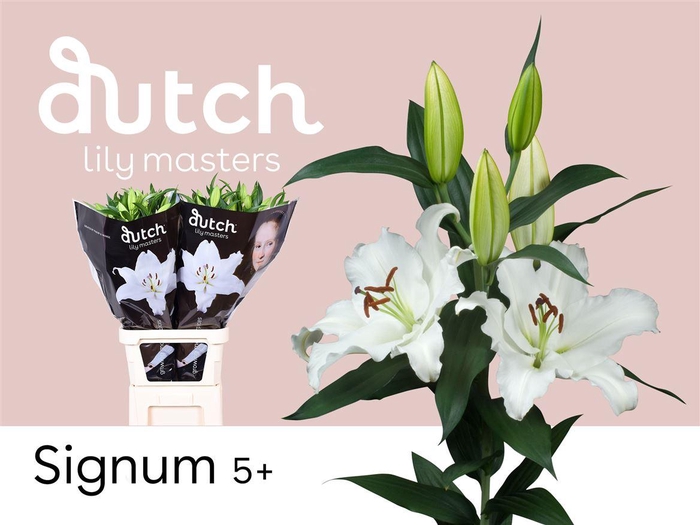 <h4>Li Or Signum 5+</h4>