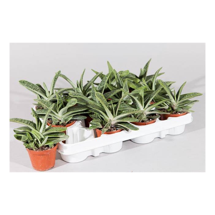 <h4>Gasteria Little Worthy 8Ø 17cm</h4>