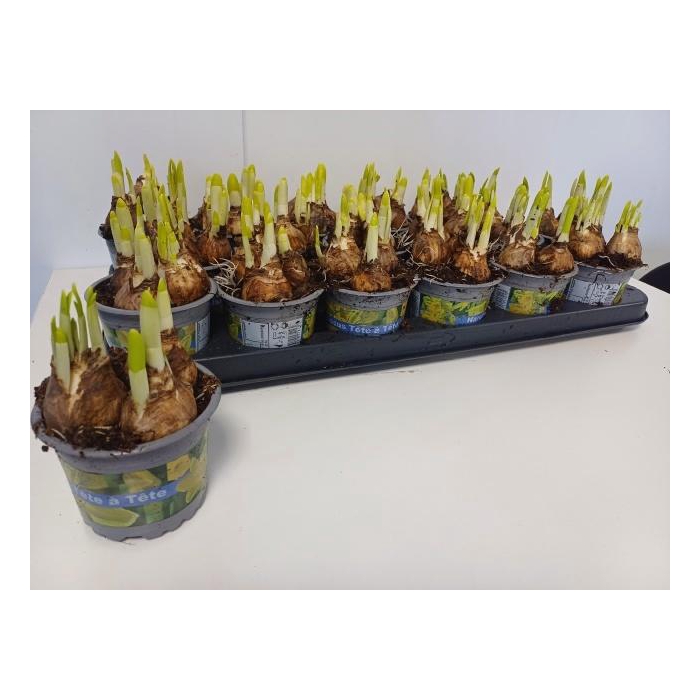 <h4>NARC O TETE A TETE</h4>