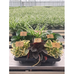 Planten  ..mix