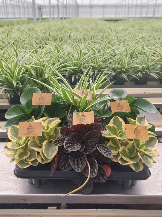 <h4>Planten  ..mix</h4>