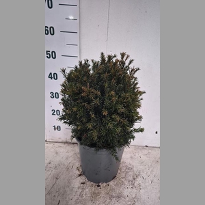 TAXUS M GROENLAND