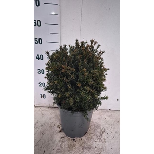 TAXUS M GROENLAND